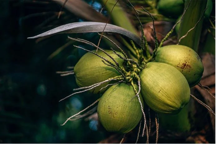 ‘Works like soap’: Scientist explains why virgin coconut oil could be COVID-19 cure